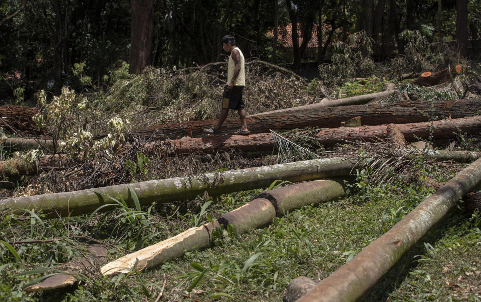 A Guarani Mbya protester walks on trees cut by Tenda, a real estate developer preparing to build apartments in this area next to his indigenous community's property in Sao Paulo, Brazil, Friday, Jan. 31, 2020. The tension between a builder with projects in nine Brazilian states and a 40-family indigenous community is a microcosm of what’s playing out elsewhere in the country. (AP Photo/Andre Penner)