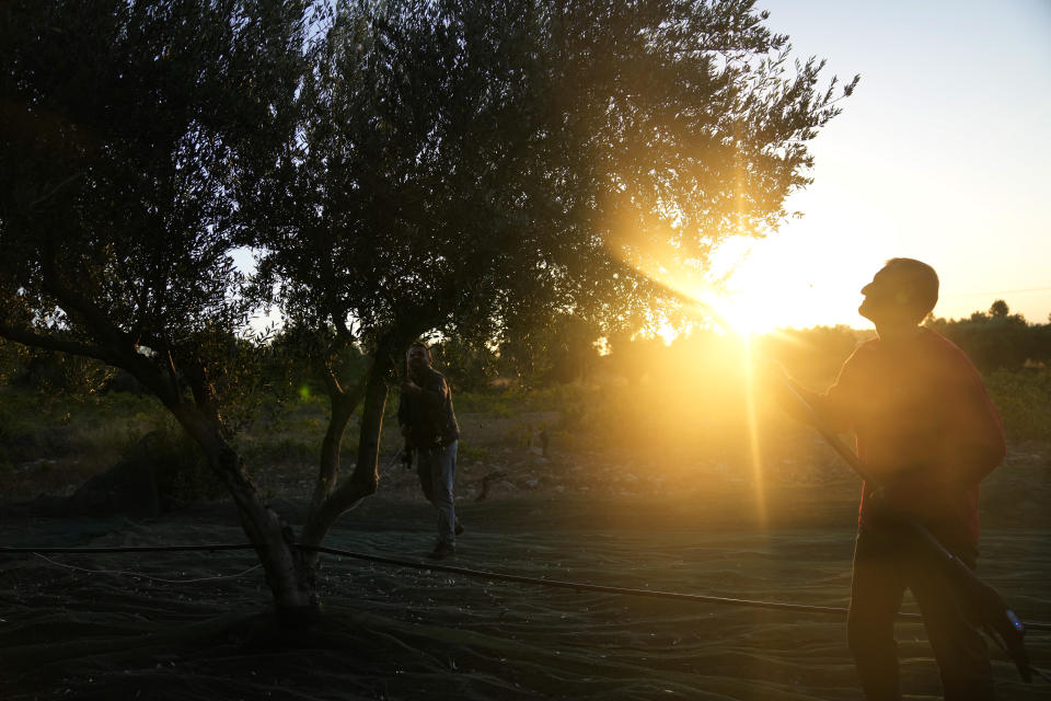 Workers use electric combs to harvest olives from a tree as the sun rises in Spata suburb, east of Athens, Greece, Monday, Oct. 30, 2023. Across the Mediterranean, warm winters, massive floods, and forest fires are hurting a tradition that has thrived for centuries. Olive oil production has been hammered by the effects of climate change, causing a surge in prices for southern Europe's healthy staple. (AP Photo/Thanassis Stavrakis)