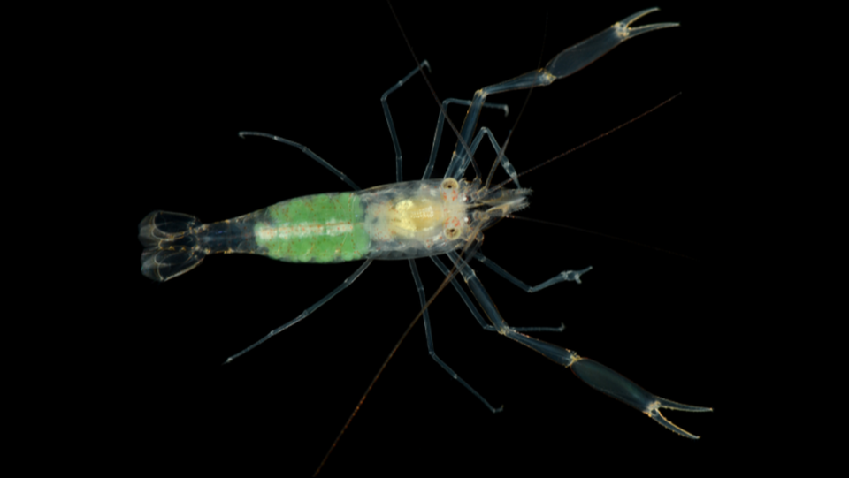 The new species of shrimp has green eggs.