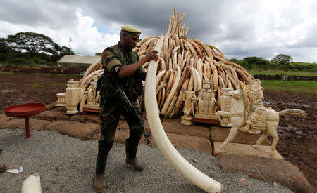 A Kenya Wildlife Service (KWS) ranger stacks elephant tusks, part of an estimated 105 tonnes of confiscated ivory to be set ablaze, onto a pyre at Nairobi National Park near Nairobi, Kenya, April 28, 2016. REUTERS/Thomas Mukoya