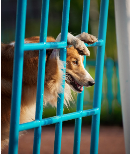 Hanging Out on the Jungle Gym