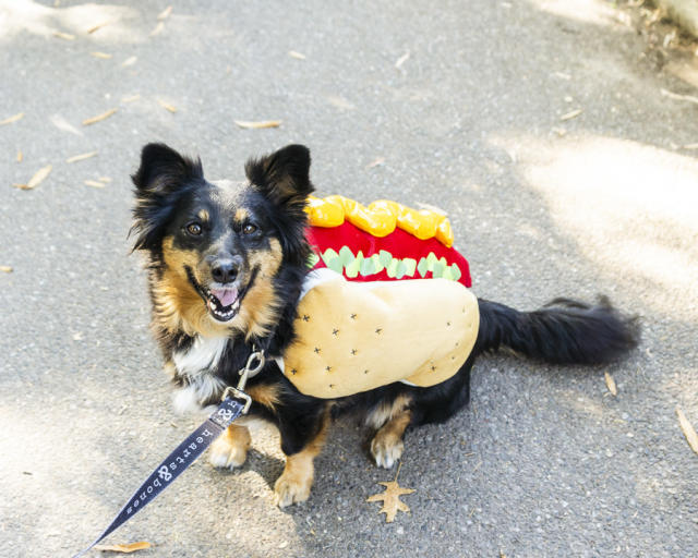 Tuna Fish Joe's adorable dog Halloween costume - Zinggia!