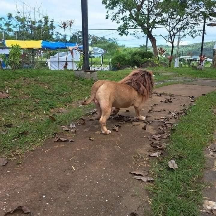 A dog walking on a path with a lion's mane costume, from behind it looks like a real lion