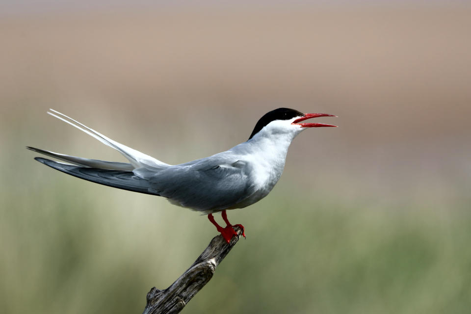 Arctic tern on a twig at Long Nanny, Northumberland