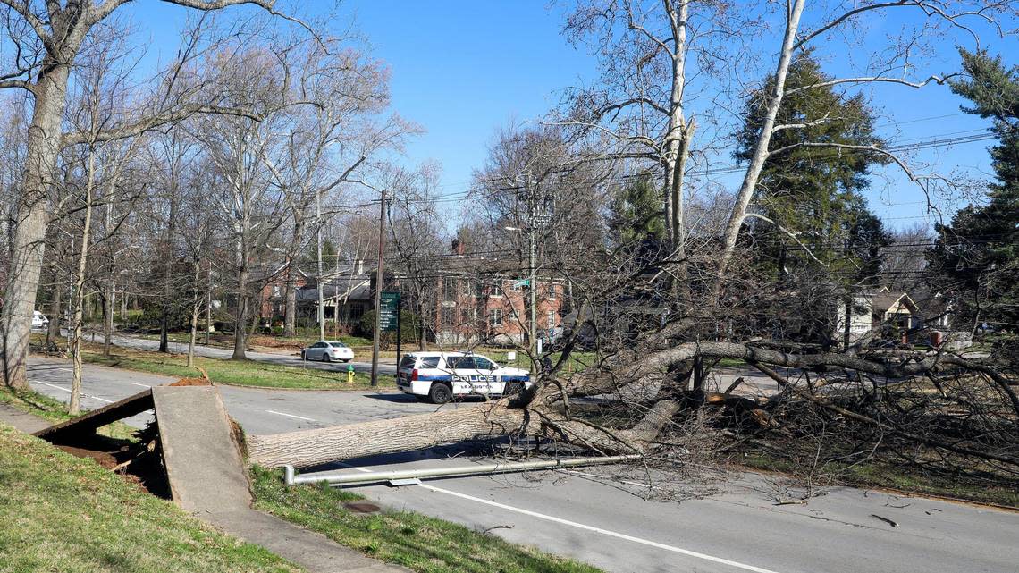 A tree blocks the outbound lanes of Richmond Road Saturday, March 4, 2023 after being blown over by a strong wind storm the night before that knocked out power to much of Lexington, Ky.