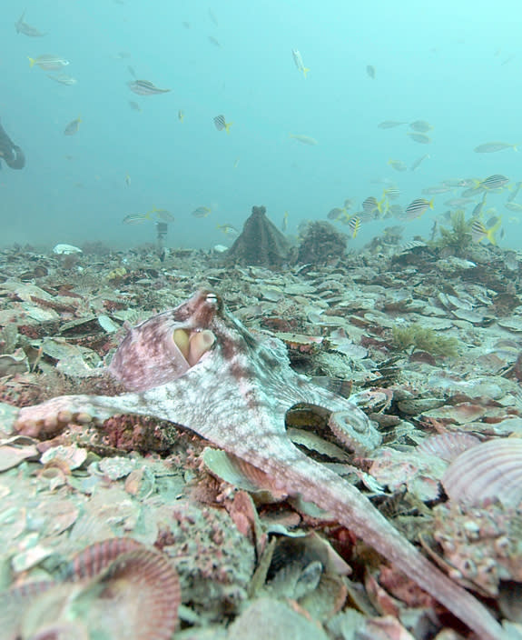 An octopus (foreground) displays pale color and stretches out one arm before it withdraws from an approaching octopus (background). The approaching octopus displays a dark color, 'stands' tall, and spreads web and arms.