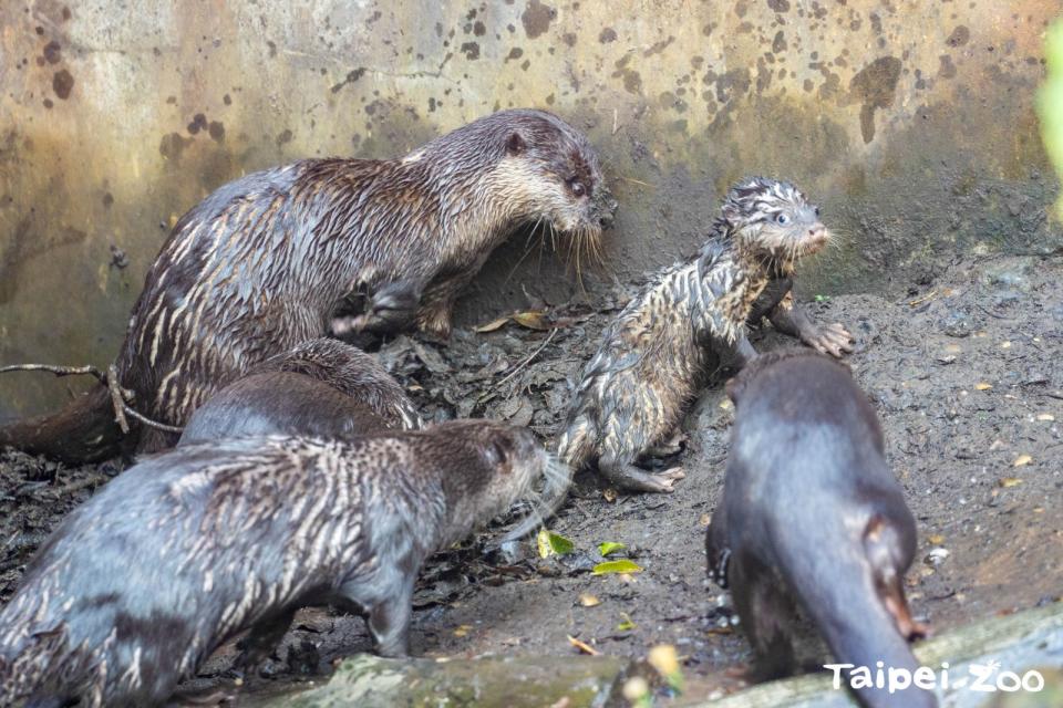 水獺們一起挖洞，寶寶一臉茫然。（台北市立動物園提供）