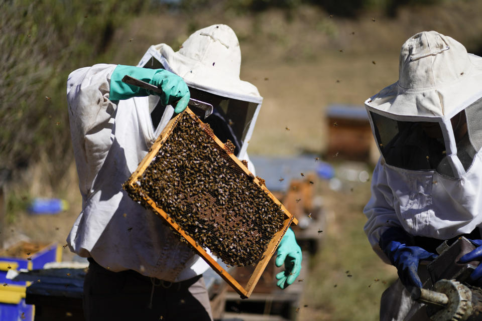 Adriana Veliz, left, and Lucy Millan search for the queen bee from their most recent rescue in Xochimilco, Mexico, Tuesday, June 13, 2023. The pair are part of Abeja Negra SOS, a group of mostly women working, hive-by-hive, to relocate bees away from Mexico’s crowded capital city that would otherwise be exterminated. (AP Photo/Eduardo Verdugo)