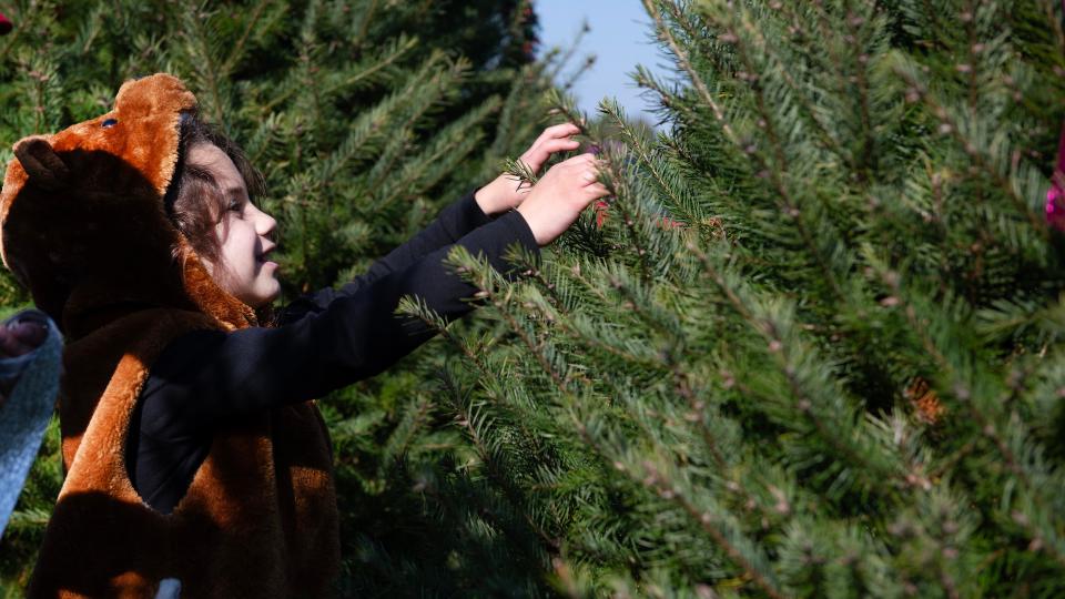 Kate Vicente, 7 of Turnersville, decorates the Christmas tree that her family selected at Exley’s Christmas Tree Farm in Sewell on Saturday, November 12, 2023.