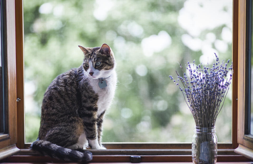 If you think your pet is suffering from allergies, take them to the vet to get examined. (Photo via Getty Images)