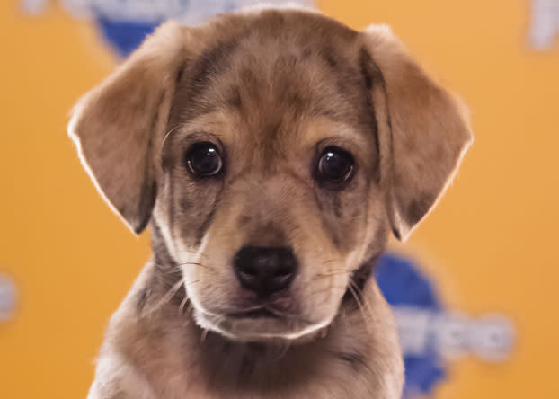 Fitz, a 10-week-old Catahoula mix, loves to pull his brother's tail. (Photo by Keith Barraclough/DCL)