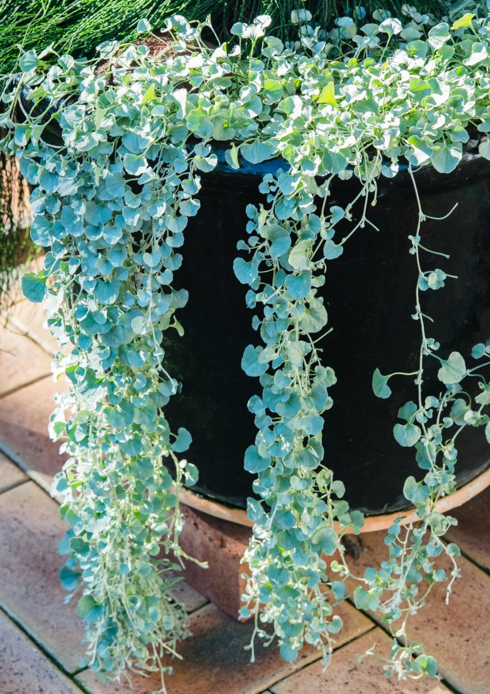 Dichondra