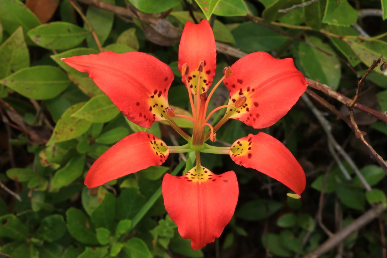 Pine lily occurs sparingly from coastal Virginia down into the Carolinas, and is probably more abundant in northern Florida.