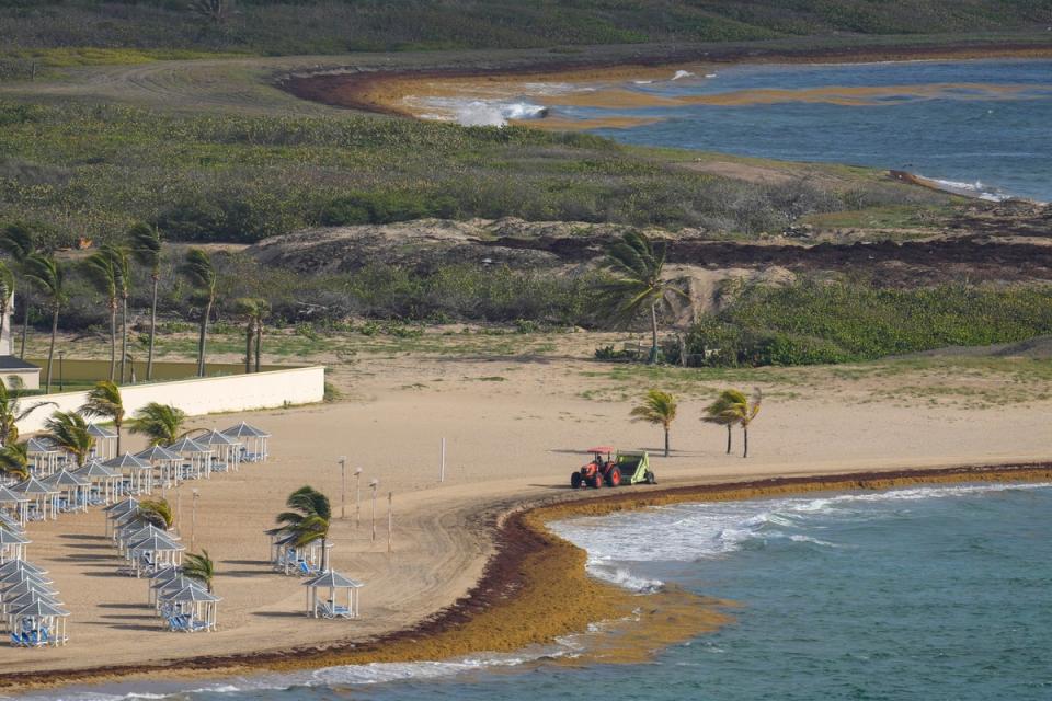 A tractor sweeps a beach lined with seaweed along the Atlantic shore in Frigate Bay, St. Kitts and Nevis (AP)