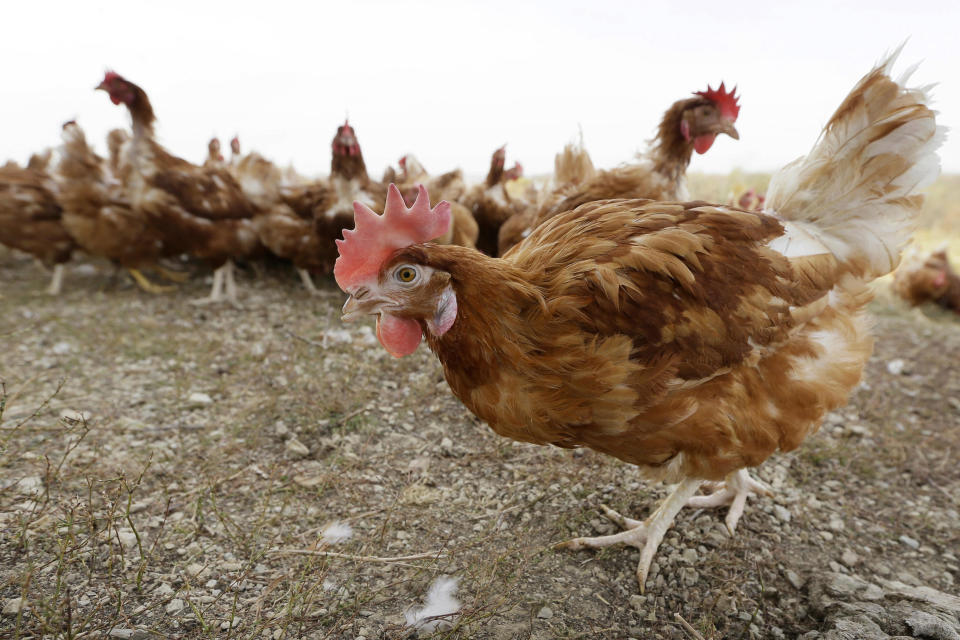 FILE: Chickens walk in a fenced pasture at an organic farm in Iowa on Oct. 21, 2015. / Credit: Charlie Neibergall / AP