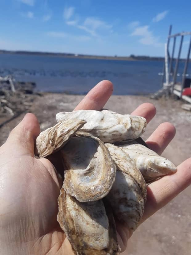 In a news release Thursday, the Fisheries Department noted that the fall oyster season has been delayed by two days, to this Friday. (Little Shemogue Oyster Company/submitted - image credit)