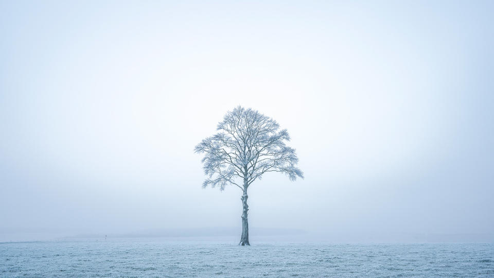 A lone tree in cold, misty conditions.