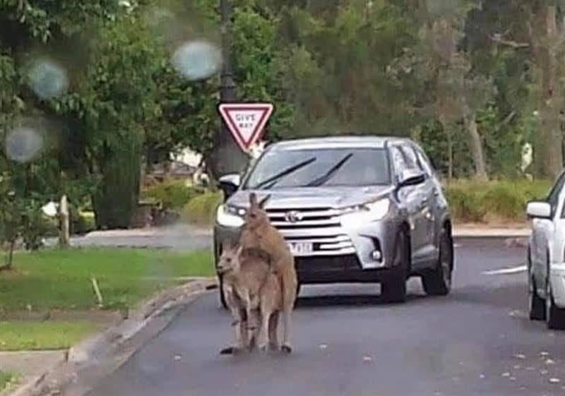 駕駛在行徑途中停車讓一對袋鼠過馬路，豈料牠們卻開始交配。（圖／翻攝自edii推特）