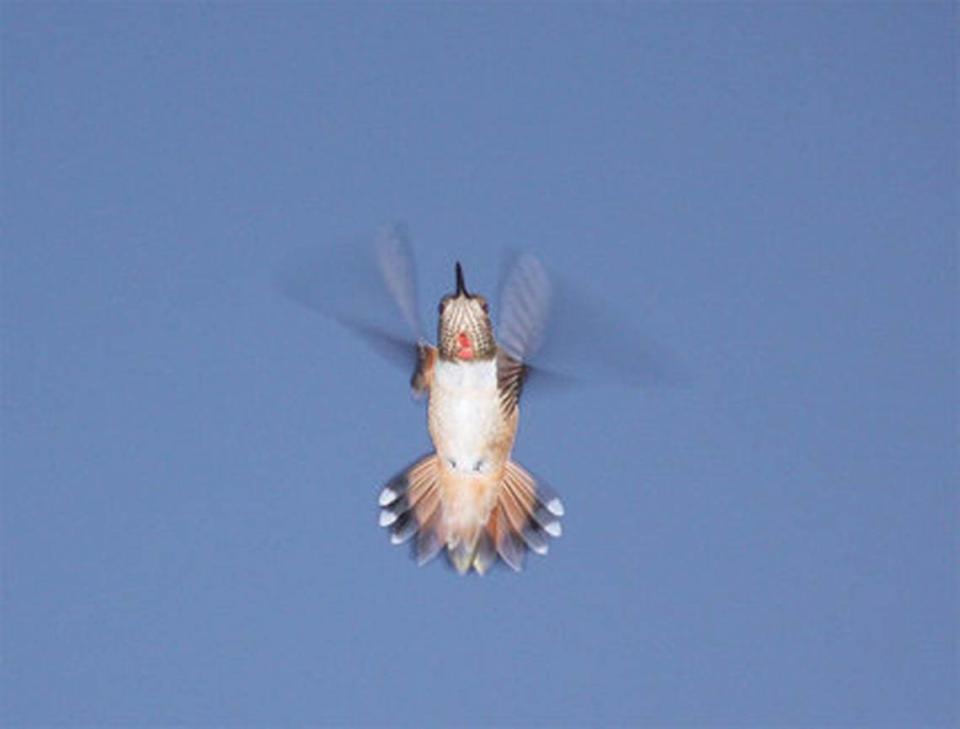 A hummingbird is in flight in Paso Robles.