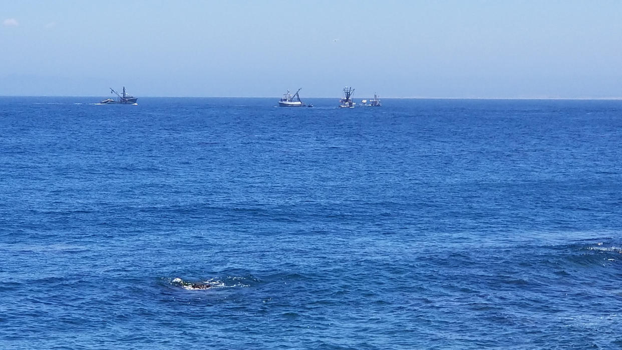 Crews scoured the water, but were unable to find the shark. (John Gio Sercia via Facebook)