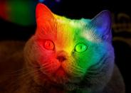 <p>Das Fell einer britischen Kurzhaarkatze im sibirischen Krasnojarsk schimmert durch Lichtstrahlen, die an einem Aquarium reflektiert werden, in Regenbogenfarben. (Bild: REUTERS/Ilya Naymushin) </p>