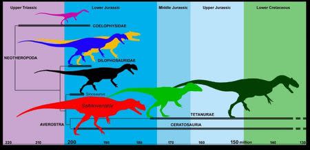 A simplified evolutionary tree of predatory dinosaurs (theropods) showing the time span in which Saltriovenator existed is pictured in this handout illustration obtained by Reuters December 18, 2018. Andrea Cau/Handout via REUTERS