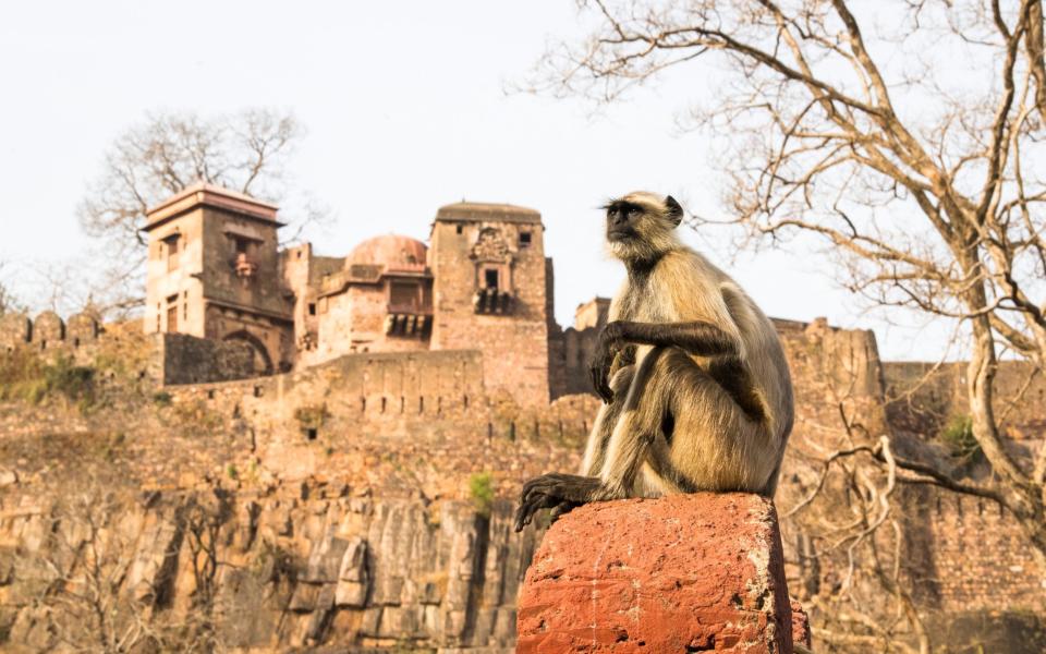 Hanuman langur monkey (Semnopithecus entellus) resting on wall in front of Ranthambhore Fort, Ranthambhore National Park, Rajasthan, India - Getty