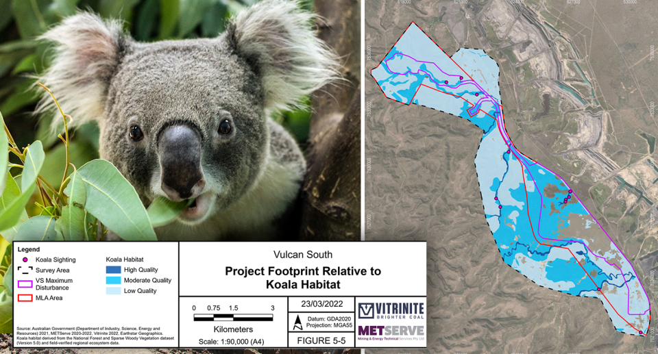 A maps shows how the original plan submitted by Vitrinite would result in the removal of koala habitat (right). A close up of a koala (left)
