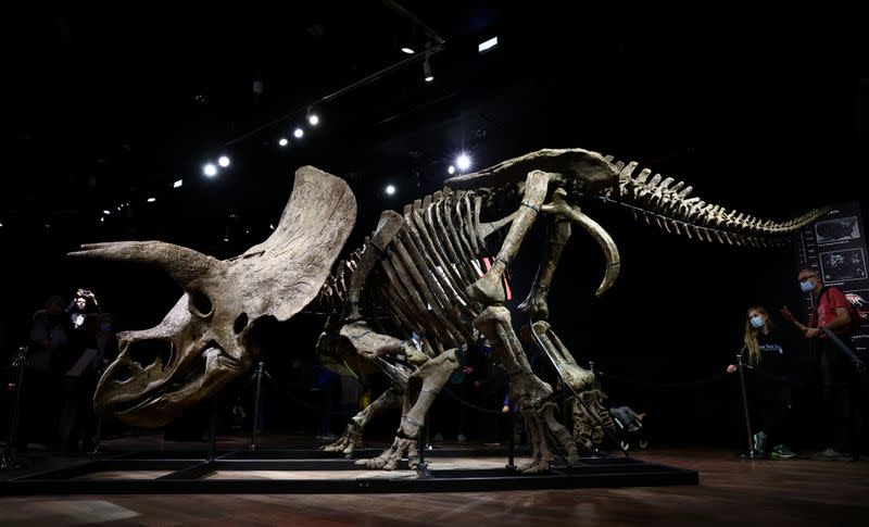 The skeleton of a gigantic Triceratops goes under the hammer at Paris auction house