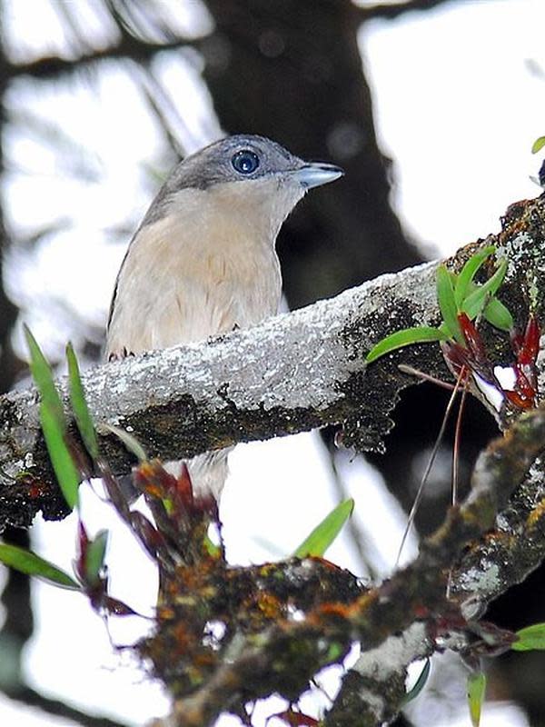 6 Jenis Burung Pemakan Serangga, Punya Ragam Ciri Khas