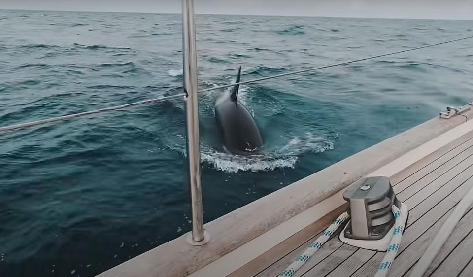 Interacción de dos orcas jóvenes con un velero en el estrecho de Gibraltar el pasado verano de 2021 | CIRCE