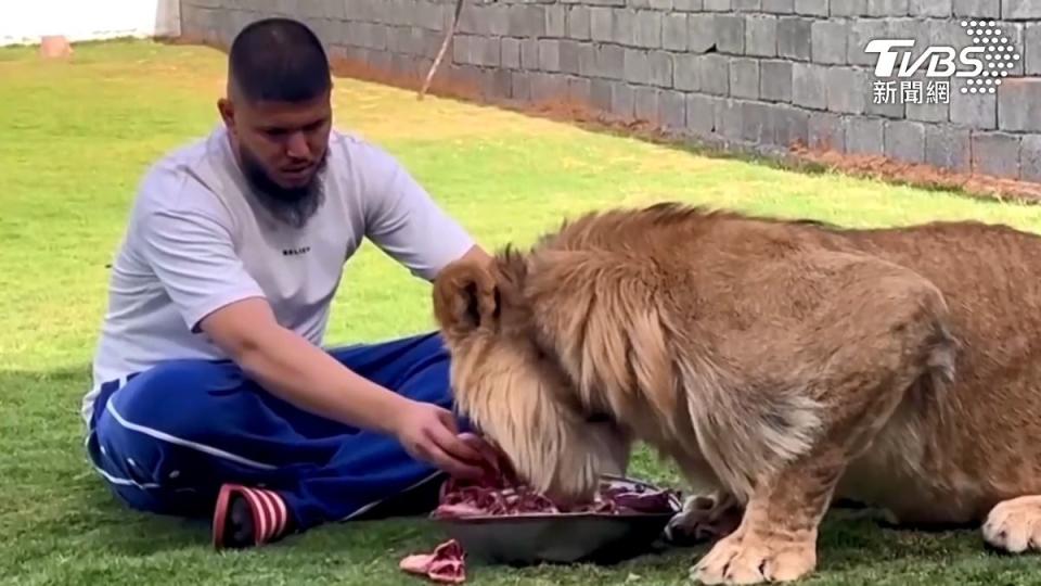 飼主每天精心準備生肉餵食，與獅子保有良好互動。（圖／達志影像路透社）