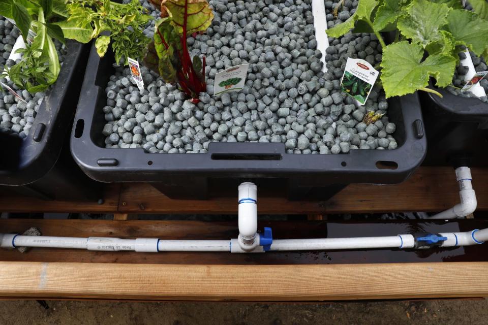 Vegetables starting to grow in a bin filled with Smart Gravel.