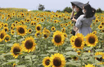 People wearing face masks to protect against the spread of the new coronavirus stand in a sea of sunflowers in full bloom in Yokosuka park near Tokyo, Monday, Aug. 17, 2020. (AP Photo/Koji Sasahara)