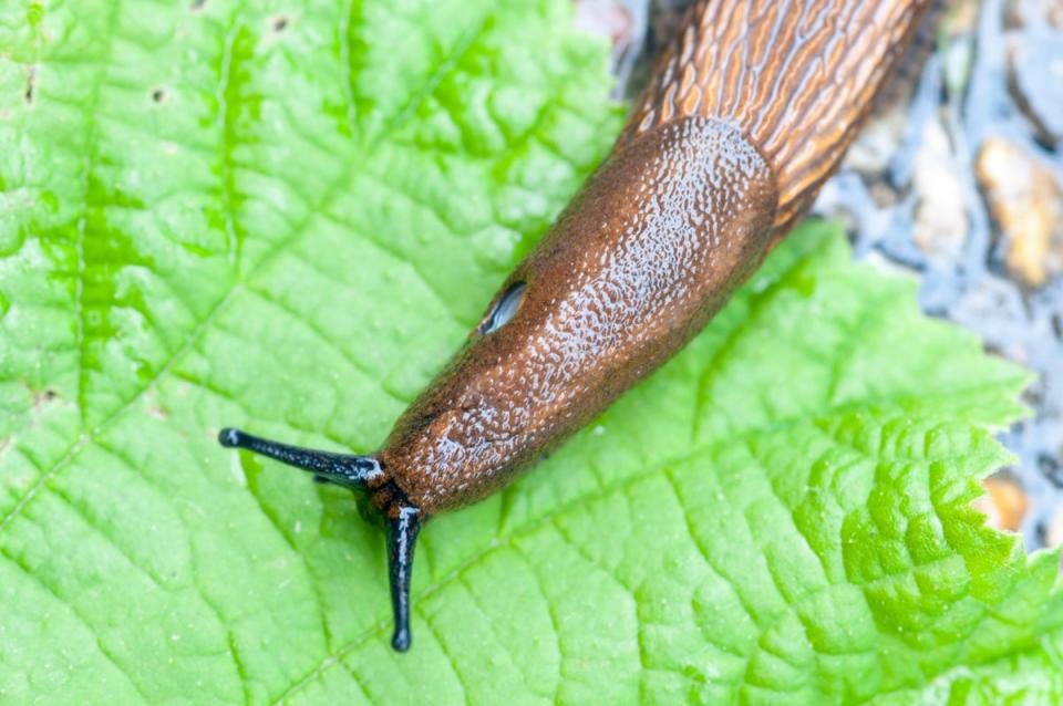 Slugs and snails have arrived in high numbers in sodden gardens after weeks of downpours (Alamy/PA)