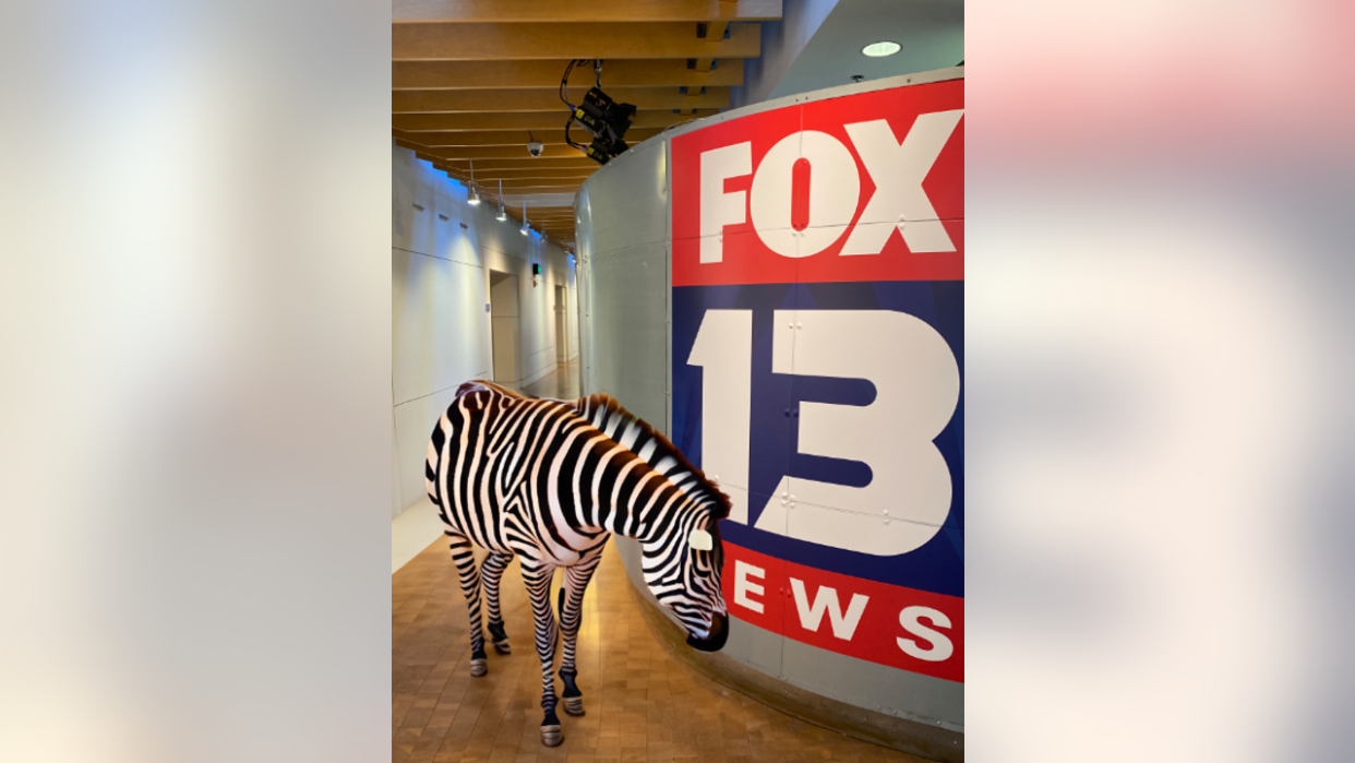 <div>FOX 13 decided to jump on the fun-- here we have the "North Bend Zebra" in our newsroom! [photo created via AI]</div>