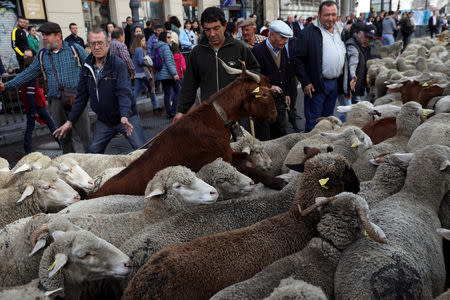 Shepherds herd sheep during the annual sheep parade through Madrid, Spain, October 21, 2018. REUTERS/Susana Vera