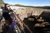 A visitor prepares to take a photograph of some of the 35 Denver Mountain Park bison to be transferred to representatives of four Native American tribes and one memorial council as they reintroduce the animals to tribal lands Wednesday, March 15, 2023, near Golden, Colo. (AP Photo/David Zalubowski)