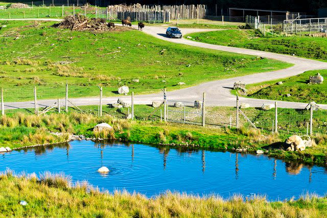 <p>Alamy</p> Polar Bear enclosure in Highland Wildlife Safari Park, Scotland