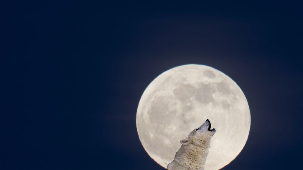 wolf howling at the moon meaning