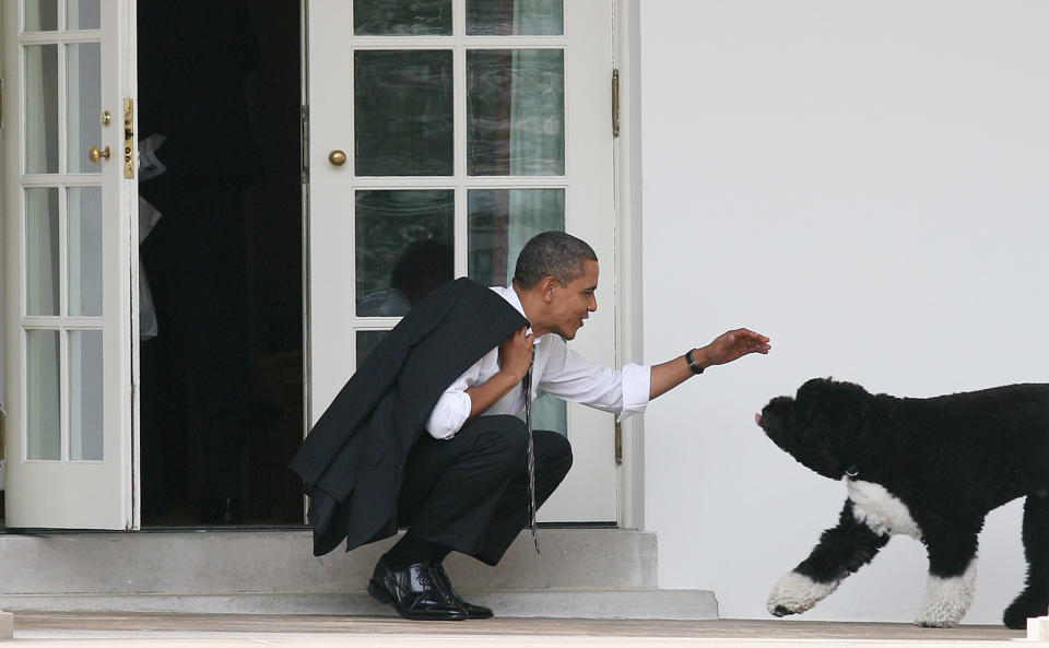 WASHINGTON - MARCH 15:  U.S. President Barack Obama greets his dog Bo outside the Oval Office of the White House March 15, 2012 in Washington, DC. Obama spoke today at Prince Georges Community College about energy.  (Photo by Martin H. Simon-Pool/Getty Images)