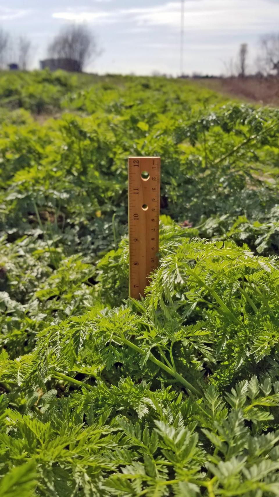 Mar 25, 2024; Columbus, Ohio, USA; Poison hemlock rosettes in Columbus on March 25, 2024.