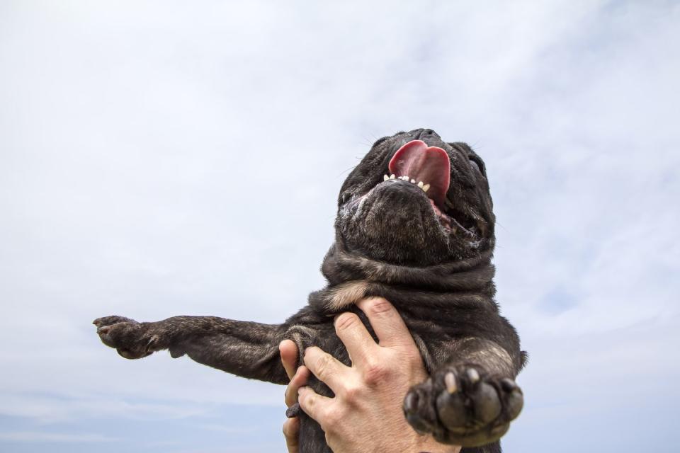 country dog names owner holds pug with tongue out