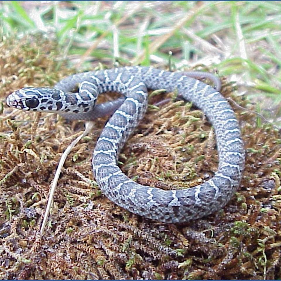Juvenile black racer snake.
