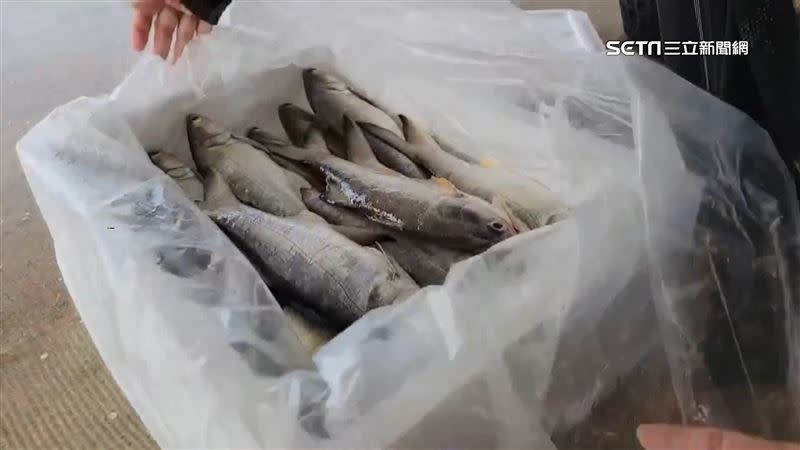 屏東縣協春水產公司的午仔魚被驗出含有致癌風險的「還原型孔雀綠」。