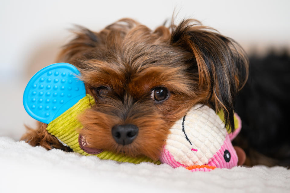 Cute dog with a toy in his mouth for how to wash dog toys