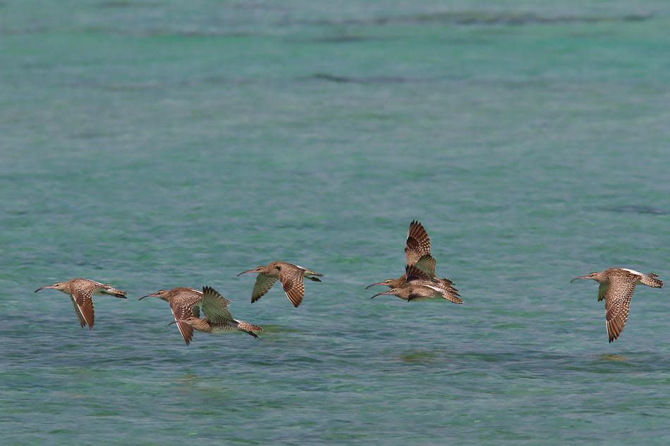 A flock of Whimbrels (Numenius phaeopus) takes off near a coast in Andamans. These winter visitors to India’s coasts are often seen solitarily or in small groups.