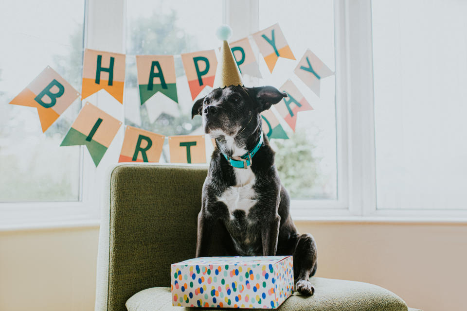 Schon klar, der Hund weiß nicht, dass er Geburtstag hat - aber heißt das, dass man ihm und sich selbst keine Freude machen kann? (Symbolbild: Getty Images)