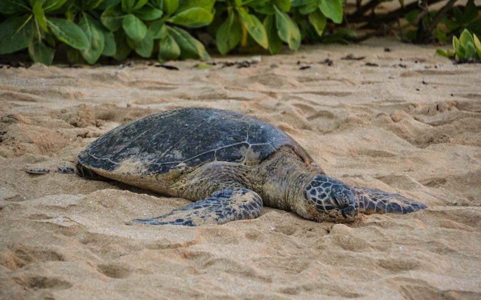 Turtle tagging in Nevis