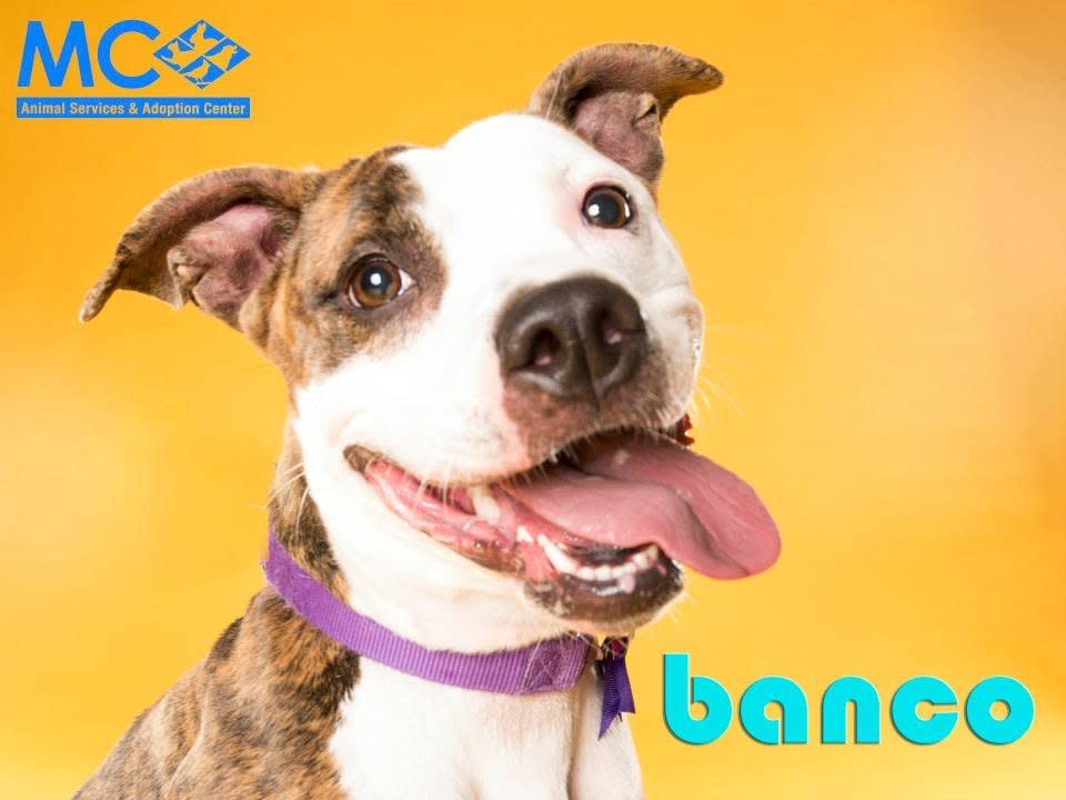<p>Banco is a friendly young dog who loves people. She'd make an excellent lap dog.</p> <p>Banco is up for adoption through Maryland-based <a href="https://www.facebook.com/mcasac">Montgomery County Animal Services and Adoption Cente</a>r. <a href="http://www.petharbor.com/pet.asp?uaid=MONT.A397319">Here's her adoption listing</a>.</p>